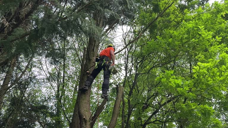 Scottsbluff, NE Tree Services Company